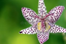 Attēlu rezultāti vaicājumam “Liliaceae”