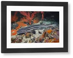 Image result for Poroderma africanum