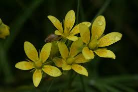 Attēlu rezultāti vaicājumam “Saxifraga hirculus flower”