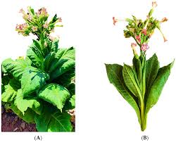 Attēlu rezultāti vaicājumam “Nicotiana tabacum”