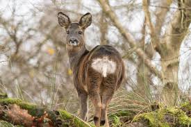 Attēlu rezultāti vaicājumam “Capreolus capreolus”