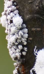 Attēlu rezultāti vaicājumam “Prociphilus xylostei”