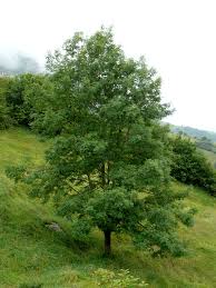 Attēlu rezultāti vaicājumam “Fraxinus”