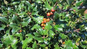 Attēlu rezultāti vaicājumam “Ilex x meserveae”