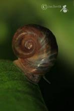 Attēlu rezultāti vaicājumam “Planorbidae”