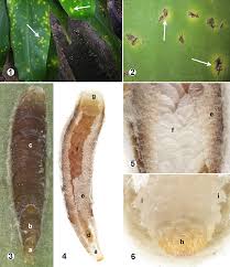 Attēlu rezultāti vaicājumam “Lepidosaphes ulmi imago”