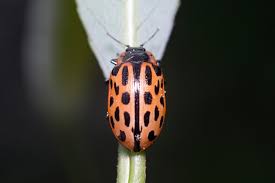 Attēlu rezultāti vaicājumam “Myzia oblongoguttata”