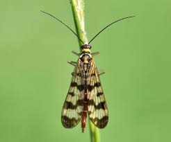 Attēlu rezultāti vaicājumam “Panorpa communis”