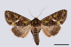 Attēlu rezultāti vaicājumam “Trachea atriplicis”