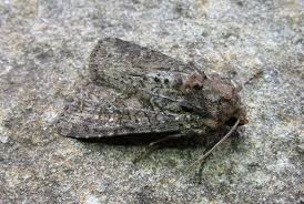 Attēlu rezultāti vaicājumam “Badhamiopsis scripta macro”