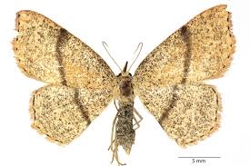 Attēlu rezultāti vaicājumam “Cyclophora punctaria”