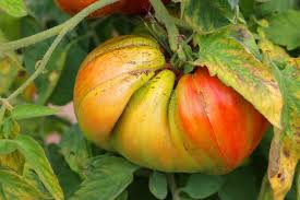 Afbeeldingsresultaat voor amana orange beefsteak tomato