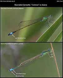 Attēlu rezultāti vaicājumam “Ischnura pumilio”