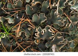 Attēlu rezultāti vaicājumam “Peltigera aphthosa”