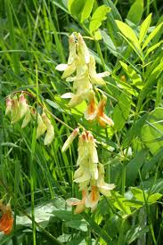 Attēlu rezultāti vaicājumam “Lathyrus laevigatus”