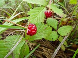 Attēlu rezultāti vaicājumam “Rubus arcticus”