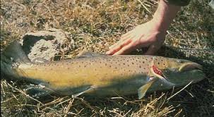 Image result for Salmo trutta trutta