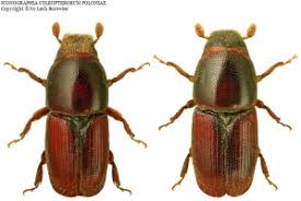 Attēlu rezultāti vaicājumam “Scolytus ratzeburgi”