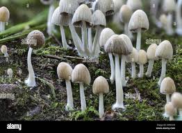 Attēlu rezultāti vaicājumam “Mycena abramsii”