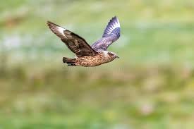 Image result for Stercorarius skua
