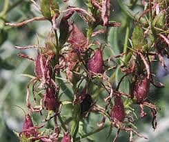 Attēlu rezultāti vaicājumam “Hypericum perforatum bud”