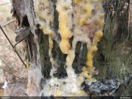 Attēlu rezultāti vaicājumam “Triplax russica”