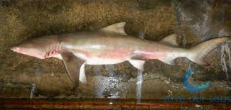 Image result for Negaprion acutidens