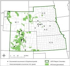 Attēlu rezultāti vaicājumam “Eriophorum gracile fruit”