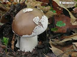 Attēlu rezultāti vaicājumam “Amanita excelsa”
