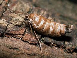 Attēlu rezultāti vaicājumam “Alsophila aescularia”