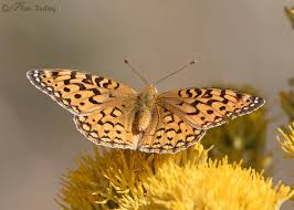 Attēlu rezultāti vaicājumam “Clossiana selene underside”