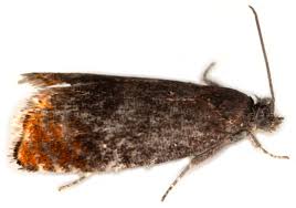 Attēlu rezultāti vaicājumam “Pammene rhediella”