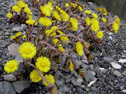 Attēlu rezultāti vaicājumam “Tussilago farfara flower”