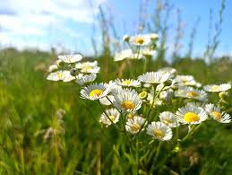 Attēlu rezultāti vaicājumam “Erigeron annuus flower”
