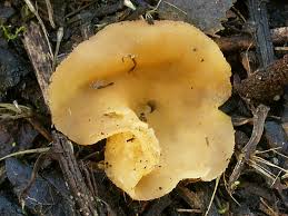 Attēlu rezultāti vaicājumam “Peziza flavida”