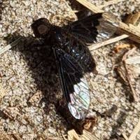 Attēlu rezultāti vaicājumam “Hemipenthes morio”