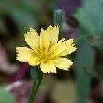 Attēlu rezultāti vaicājumam “Lapsana communis flower”