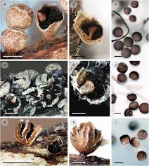 Attēlu rezultāti vaicājumam “Diderma chondrioderma spores”