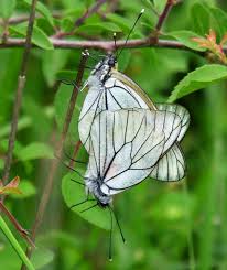 Attēlu rezultāti vaicājumam “Aporia crataegi female”