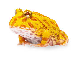 Image result for Ceratophrys ornata