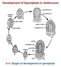 Attēlu rezultāti vaicājumam “Anthocerotopsida”