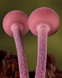 Attēlu rezultāti vaicājumam “Mycena haematopus”