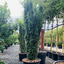 Attēlu rezultāti vaicājumam “Taxus baccata”