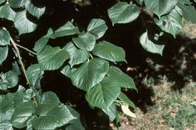 Attēlu rezultāti vaicājumam “Tilia cordata leaf”
