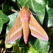 Attēlu rezultāti vaicājumam “Deilephila elpenor”