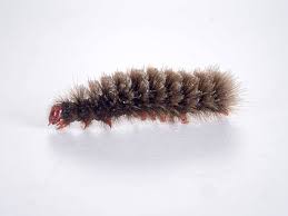 Attēlu rezultāti vaicājumam “Arctia caja larva”