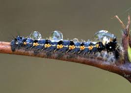 Attēlu rezultāti vaicājumam “Euthrix potatoria imago”