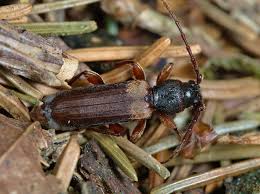 Attēlu rezultāti vaicājumam “Tetropium fuscum”