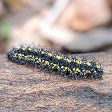 Attēlu rezultāti vaicājumam “Callimorpha dominula imago”