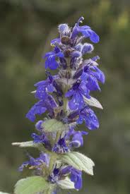 Attēlu rezultāti vaicājumam “Ajuga genevensis”